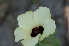 Hibiscus vitifolius